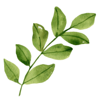 leafs 1